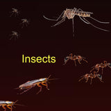 Insect Extracts (5ml) For Diagnostic Use Only, staring at: