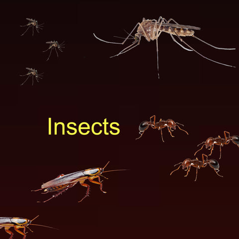 Insect Extracts (5ml) For Diagnostic Use Only, staring at: