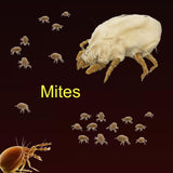 Mite Extracts (5ml) For Diagnostic Use Only, staring at: