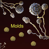Mold Extracts (5ml) For Diagnostic Use Only, staring at: