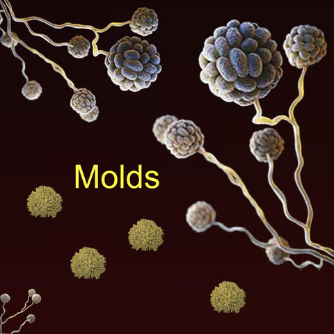 Mold Extracts (5ml) For Diagnostic Use Only, staring at: