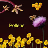 Pollen Extracts (5ml) For Diagnostic Use Only: